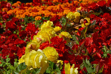 kolorowe kwiaty letnie, Begonia bulwiasta, ukośnica Begonia ×tuberhybrida i aksamitka Tagetes , colorful flowerbed - obrazy, fototapety, plakaty