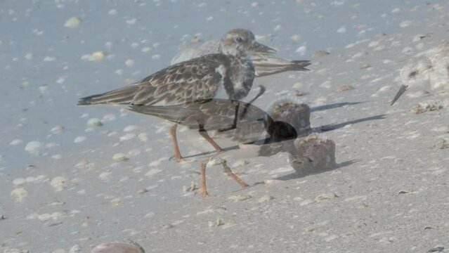 Ruddy Turnstone (Arenaria interpres) eating a clam on a sandy beach on the Gulf of Mexico at St. Pete Beach, Florida