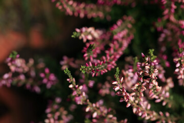 Heather shrub with beautiful flowers, closeup view