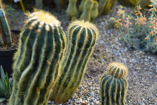 Parodia magnifica or Eriocactus magnificus cactuses without flowers