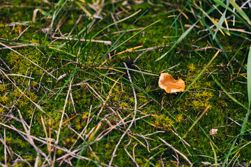 Mushroom in Moss and Grass