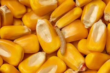 Indian Meal Moth larva in corn kernels. Concept of grain storage pest, food damage and insect...