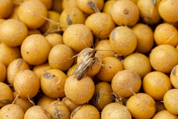 Indian Meal Moth adult and larva in soybeans. Concept of grain storage pest, food damage and insect control.