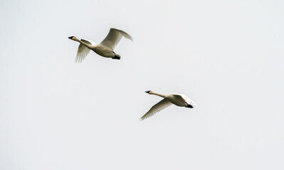 Swans Fly in Ridgefield National Wildlife Refuge, Washington State