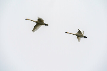 Obraz premium Swans Flying in Ridgefield National Wildlife Refuge, Washington State