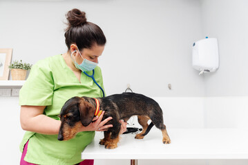 Pet doctor examining a dachshund breed dog with her stethoscope on the examination table of a...