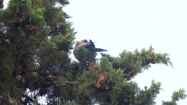 Hobby fledgling feeding on Cyprus tree, mount Hertzel, Jerusalem
Footage from israel, 2022
