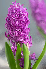 Close-up vertical photo of a flower with a lot of purple buds and its reflection on a surface imitating metal