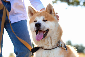 Funny Akita Inu dog with owner outdoors, closeup