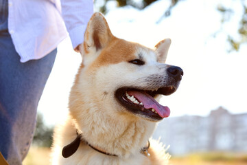 Funny Akita Inu dog with owner outdoors, closeup