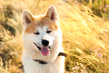 Funny Akita Inu dog on walk outdoors, closeup