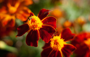 Bug on A Marigold
