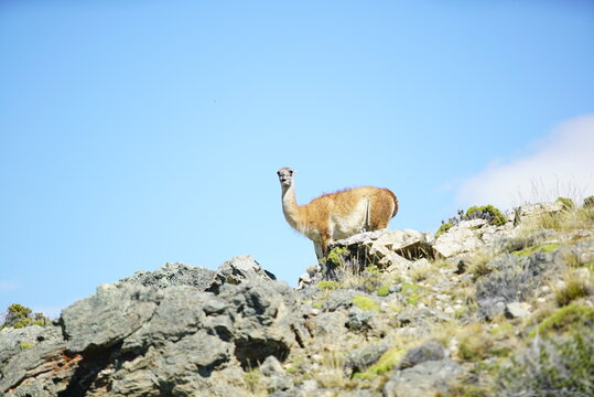 Guanaco en las rocas