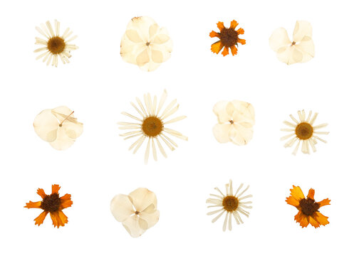 Dried pressed flowers on white background