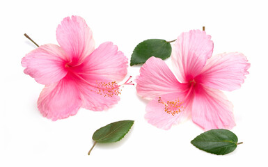 Pink hibiscus flower with leaf isolated on white background, Fresh hibiscus flower on White Background