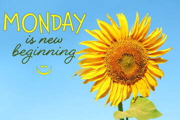 Motivational quote Monday is New Beginning and beautiful blooming sunflower outdoors on sunny day