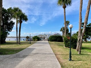 Fototapeta premium trees in the park