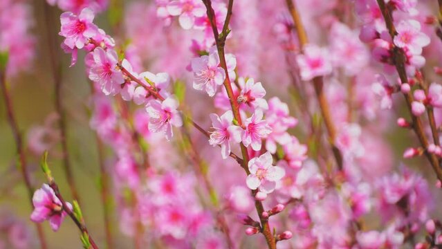 sakura branches with pink petals sway in the wind