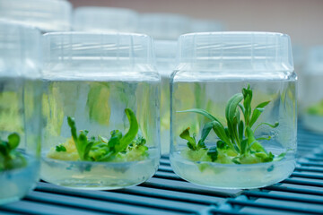 Biology science for plant regeneration. In vitro plant growth under controlled and sterile...