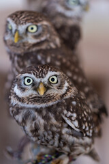 小さい可愛いフクロウのアップ写真