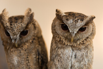 小さい可愛いフクロウのアップ写真