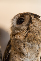 小さい可愛いフクロウのアップ写真