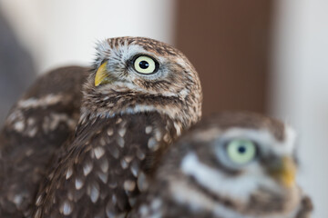 小さい可愛いフクロウのアップ写真