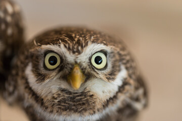 小さい可愛いフクロウのアップ写真