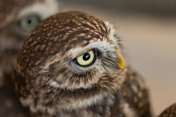 小さい可愛いフクロウのアップ写真