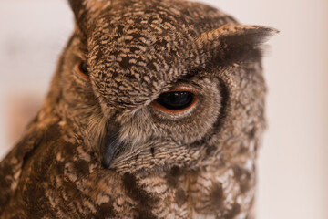 小さい可愛いフクロウのアップ写真