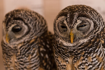 小さい可愛いフクロウのアップ写真