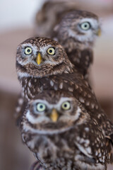 小さい可愛いフクロウのアップ写真