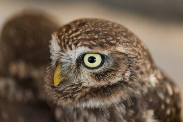 小さい可愛いフクロウのアップ写真