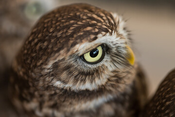 小さい可愛いフクロウのアップ写真