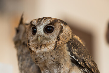 小さい可愛いフクロウのアップ写真