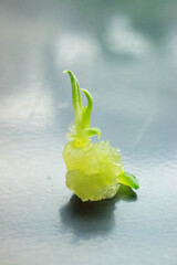 In vitro plant micropropagation, multiplication concept. Obtaining plants from callus culture....
