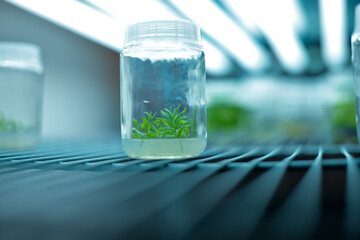 In vitro culture of lavenders (Lavandula spp.), biology science for plant regeneration. Regulators,...