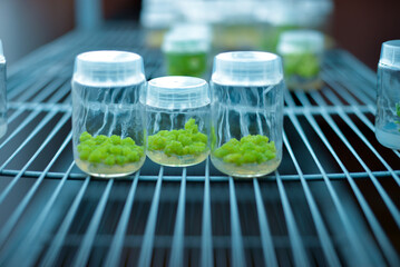 Plant callus tissue culture, biology science for plant regeneration. In vitro growth medium....