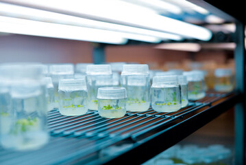 Plant callus tissue culture. Biology science plant regeneration. Various plants cultivated in vitro in dishes and tubes in nutrient medium, biotechnology concept In vitro growth medium - obrazy, fototapety, plakaty