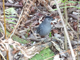 Catbird on a branch
