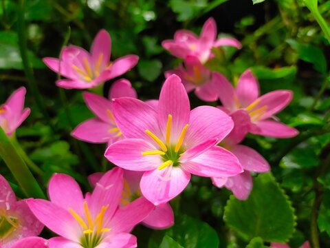 Zephyranthes minuta pink flowers in the garden.