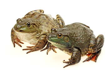  two frog on white background.