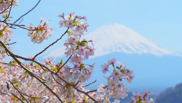 view of lake Kawaguchi and mount Fujiyama through blooming sakura trees, Japan