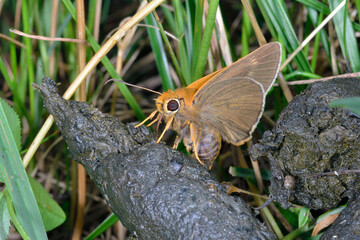 獣糞に集まるキバネセセリ（北海道・鶴居村）
