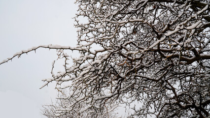 A thorn tree covered with snow.