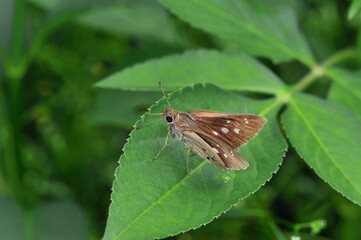 翅を開いたクロボシセセリ（沖縄県・石垣島）
