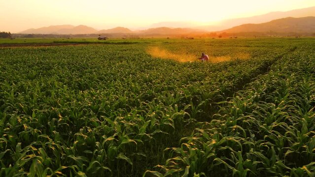 Aerial view above cornfield in evening and light shines sunset with Farmer spraying chemical in plantation near the mountain at countryside Thailand, animal feed agricultural industry, Drone shots