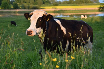 cow in a field - obrazy, fototapety, plakaty