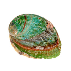 Raw abalones on the white background 