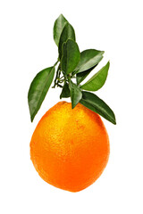 Orange fruit on the white background